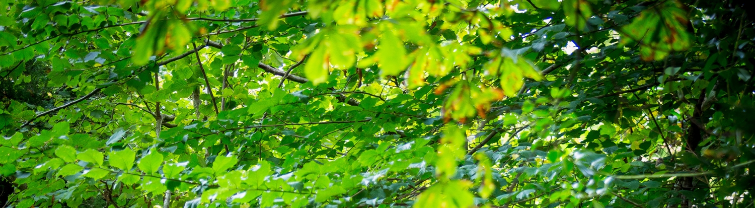 tree leaves